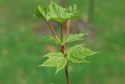 Acer pensylvanicum - javor pensylvánský - jarní listy (3)